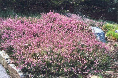 Springwood Pink Heath Erica Carnea Springwood Pink In Issaquah