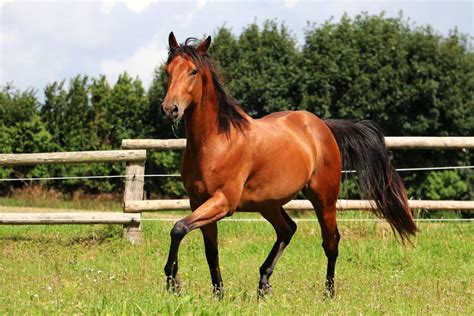 Quarter Horse : caractère , origine, santé et alimentation de ce cheval