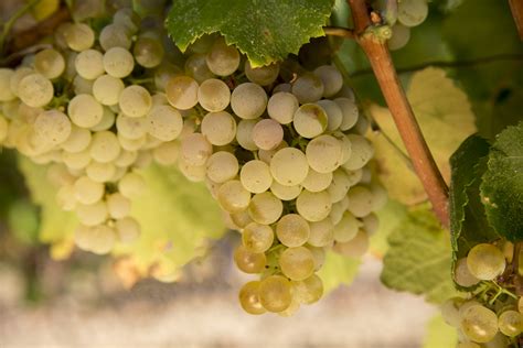 Château Cicéron Oenotourisme et Jardin des Vignes Rares en Corbières