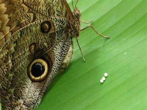 Raising Butterflies Butterfly Rearing Raising Monarchs