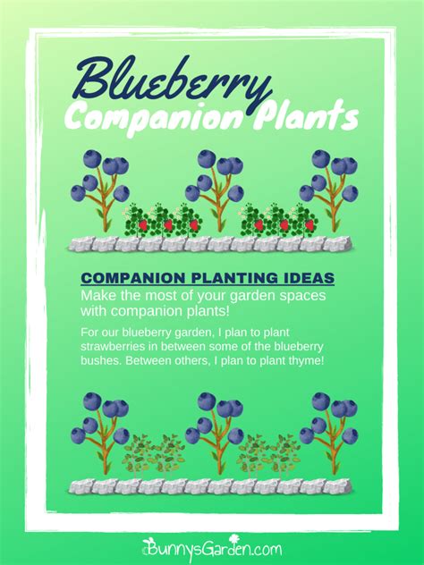 Blueberry Companion Plants What Grows Well With Blueberries