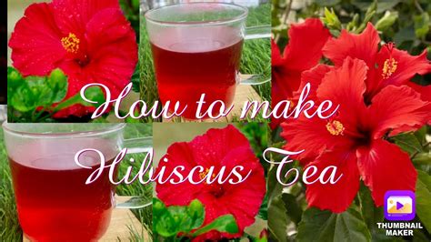 How To Make Hibiscus Tea Hibiscus Tea For