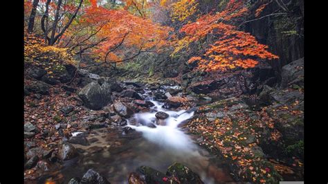 Gentle Flowing Stream Sound Soothing Sounds For Relaxation And Sleep