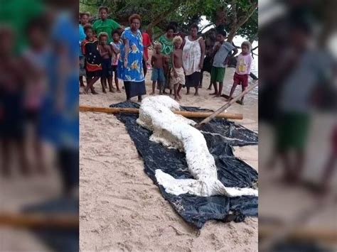 Scientists Attempt To Identify A Mysterious Mermaid Like Creature That