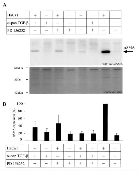 Et And Tgf Are Required For Sma Expression In Hacat Fibroblast