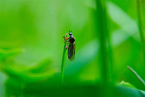 Free Images Nature Leaf Flower Flying Fly Green Insect Yellow