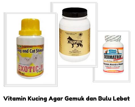 Vitamin Kucing Agar Gemuk Dan Bulu Lebat February