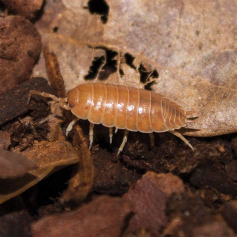 Giant Isopod Edible