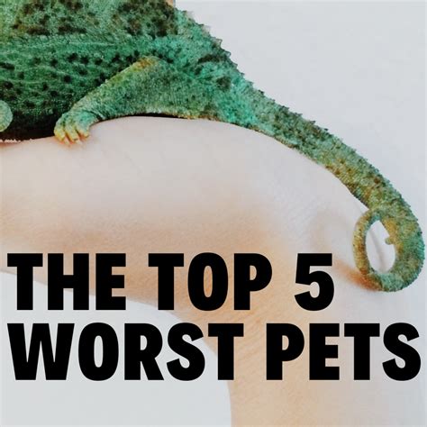 The Top 5 Worst Pets - PetHelpful