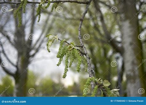 Populus Alba Tree In Bloom Stock Photo Image Of Seasonal 177840442