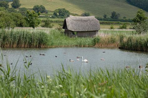 Abbotsbury Swannery - admission price and info | Dorset Guide