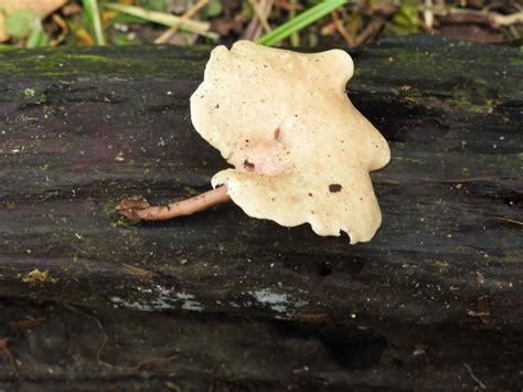 Lentinus Fr Colombian Fungi Made Accessible