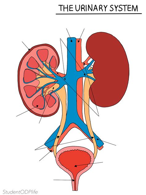 Urinary System Nephron And Kidney Bundle Unlabelled Etsy