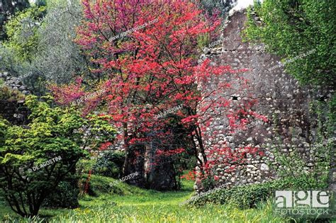 View Of Gardens Of Ninfa With Ruins WWF Oasis Cisterna Di Latina Lazio Italy Stock Photo