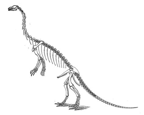 Anchisaurus: “Near-Lizard” of the Early Jurassic