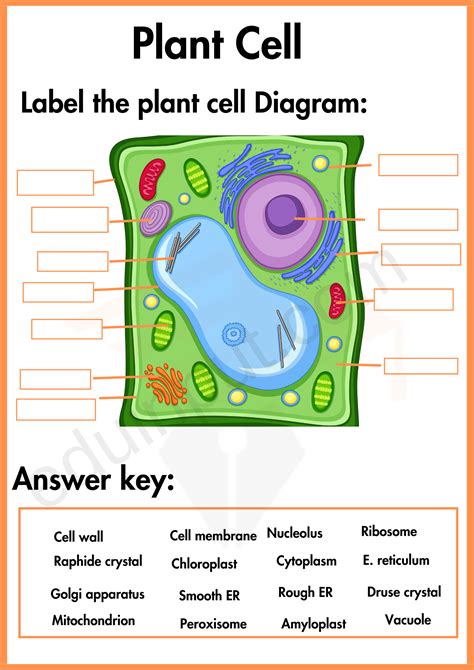 Plant Cell Worksheets