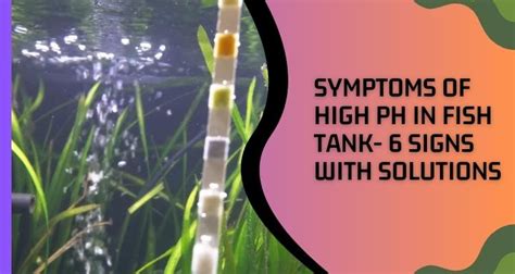 Symptoms Of High Ph In Fish Tank Signs With Solutions