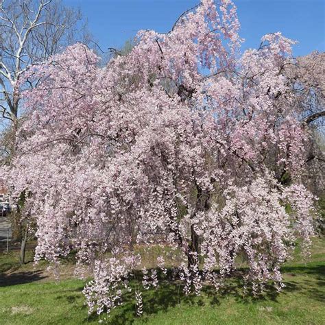 Prunus Pendula Rosea - Pink Weeping Cherry Tree - Sugar Creek Gardens