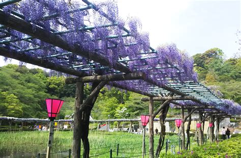 蓮華寺池公園 藤の花 藤枝市 ｜アットエス