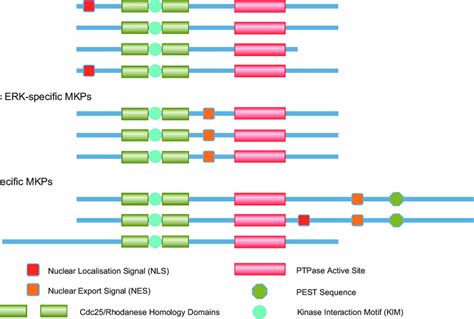 Schematic Showing The Domain Structures Of The Three Groups Of