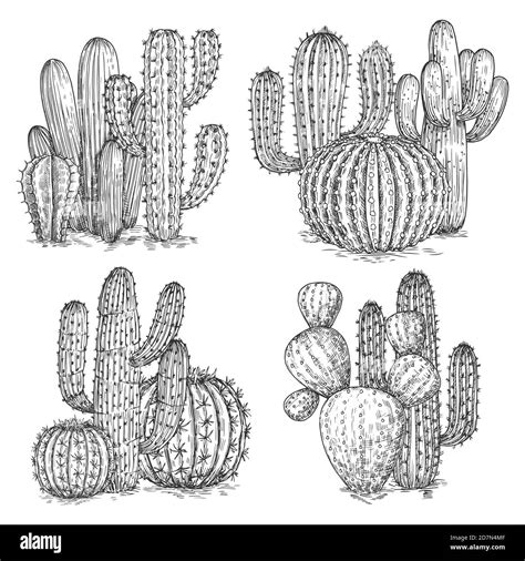 Hand Sketched Cactus Vector Illustration Desert Flowers Compositions