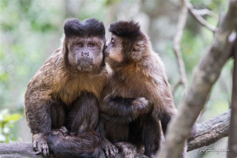 Capuchin monkeys – Learn about wildlife « Capuchin monkeys - Learn about wildlife - Visit ...