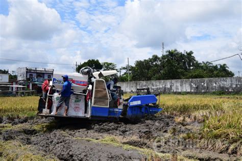 Petani Pakisaji Kabupaten Malang Gunakan Mesin Panen Modern Foto