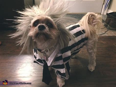 Beetlejuice Dog Costume DIY