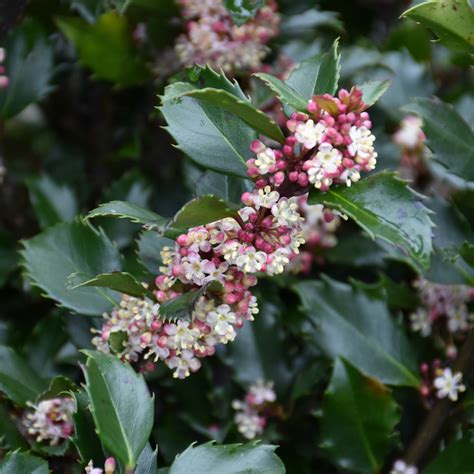 Blue Prince Meserve Holly Indy Plants