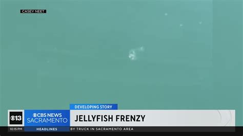 Mysterious Jellyfish Sighting Sparks Frenzy At Northern California