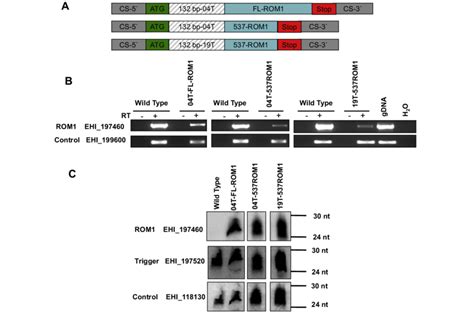 Trigger Silencing Of Entamoeba Histolytica Rhomboid Protease 1 Gene Download Scientific Diagram