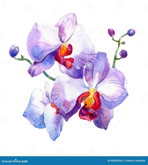 The New View Of Orchid Watercolor Hand Drawn For Postcard Stock Photo