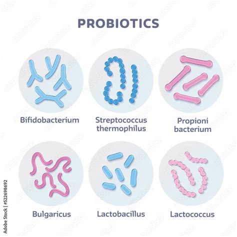 Set Of D Render Probiotic Bacteria Bulgaricus Lactobacillus