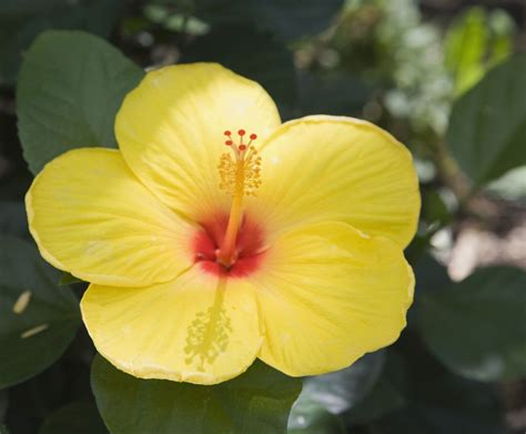 Plantas Con Flores Amarillas Para Tu Suerte