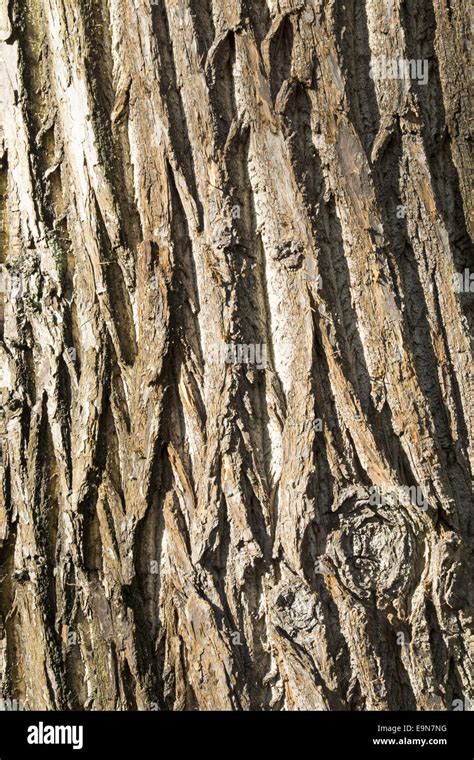 Background Tree Bark Stock Photo Alamy