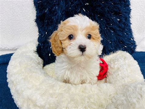 F1b Cavapoo Dog Male Cream White 4020176 The Barking Boutique