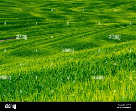 Usa Idaho Palouse Rolling Green Hills Of Spring Wheat Stock Photo