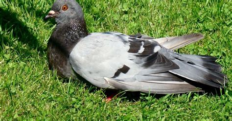 Le Célèbre Pigeon De Paris Petite Sieste Sur Les1 Geofr