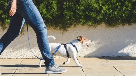 Qual A Melhor Coleira Para Cachorro Veja Os Principais Modelos