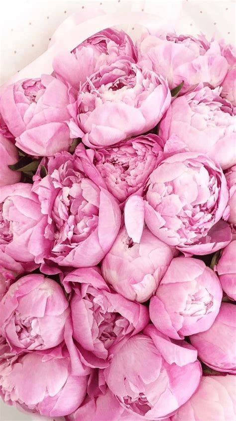 Pink Peonies Flowers Wallpapers - Wallpaper Cave