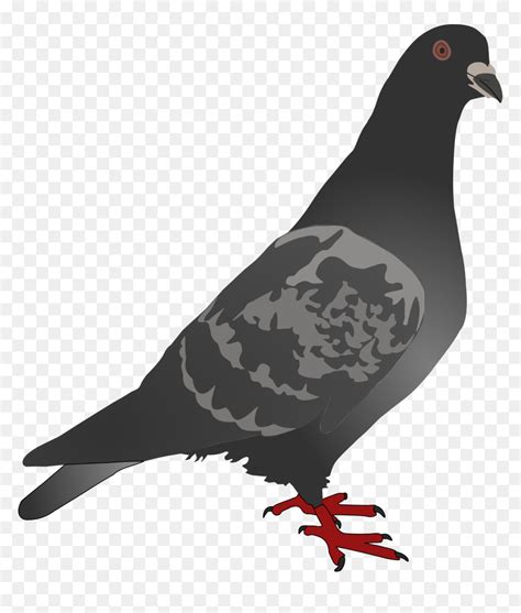 Gambar Burung Merpati Kartun Hd Png Download Vhv