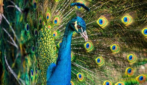 More Than 350 Names For Peacocks The Hip Chick