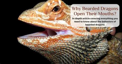 Why Do Bearded Dragons Open Their Mouths Saving You An Expensive Vet