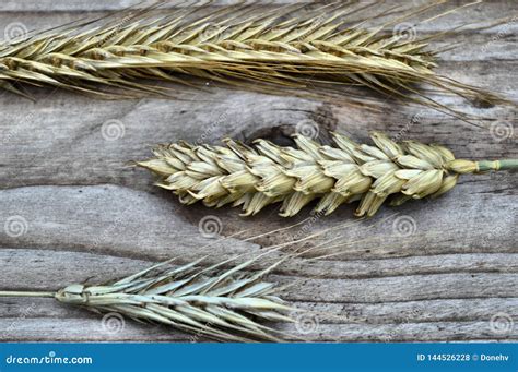 Different Species of Grain Displayed on Wood Stock Photo - Image of ...