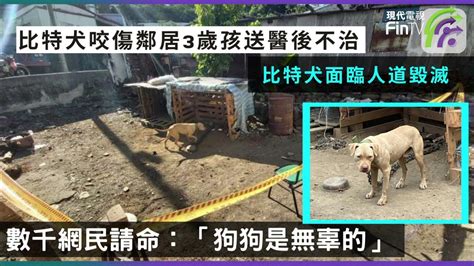 台灣比特犬咬死3歲男童面臨安樂死 一個溫馴舉動促過千網民請願 Youtube