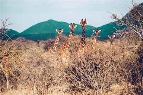 Reticulated giraffe: Giraffa reticulata - Giraffe Conservation Foundation