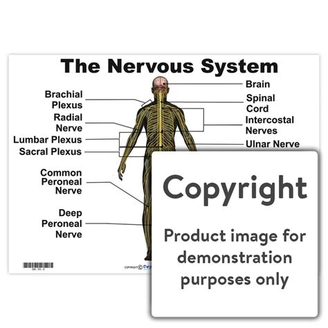 The Nervous System — Depicta