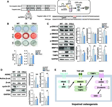 Correction Of Hras G S In Cs Ipscs Using The Crispr Cas System A