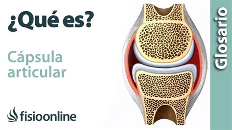 capsula articular clinica estemedic