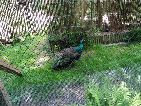 Hanwell Zoo Indian Peafowl Zoochat